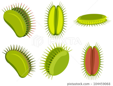 Set of venus flytrap plants isolated 104459068