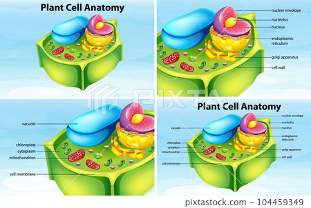 Plant cell anatomy structure 104459349