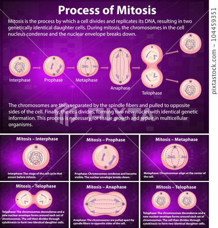 Process of mitosis phases with explanations 104459351
