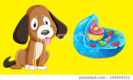 Animal cell anatomy structure Animal cell anatomy structure 104459352