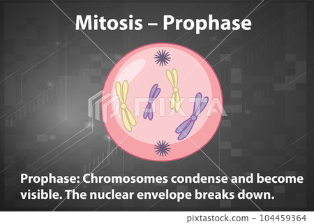 Process of mitosis prophase with explanations 104459364