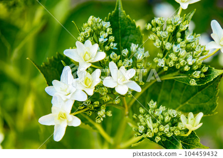 六甲山神戶市樹木園盛開的繡球花 104459432