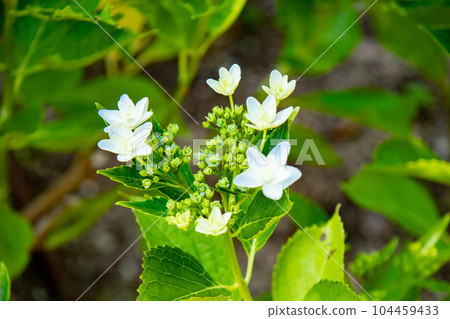 六甲山神戶市樹木園盛開的繡球花 六甲山神戶市樹木園盛開的繡球花 104459433