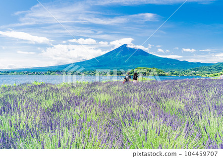 (Yamanashi Prefecture) Lavender in Oishi Park and Mt. Fuji under the summer sky (Yamanashi Prefecture) Lavender in Oishi Park and Mt. Fuji under the summer sky 104459707