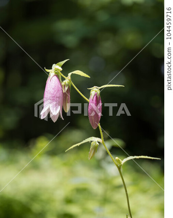 Yamahotarubukuro blooming in the early summer forest Yamahotarubukuro blooming in the early summer forest 104459716