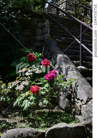 Hasegaji Peony Hasegaji Peony 104459758