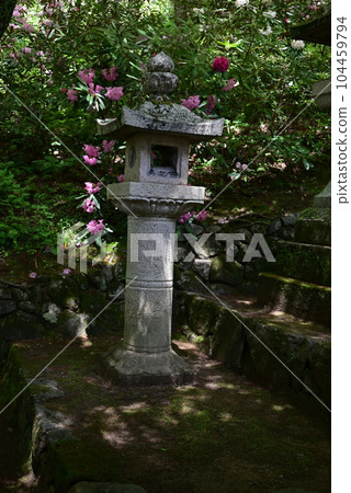 Hasegaji牡丹 104459794