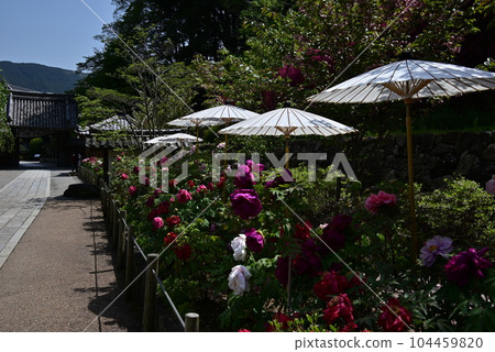 Hasegaji Peony 104459820