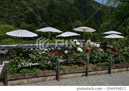 Hasegaji Peony 104459821