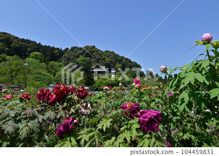 Hasegaji Peony 104459831
