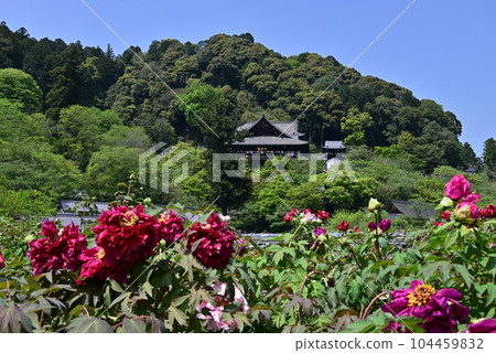 Hasegaji Peony 104459832