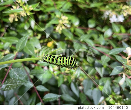The larva of the yellowfin tuna The larva of the yellowfin tuna 104460140