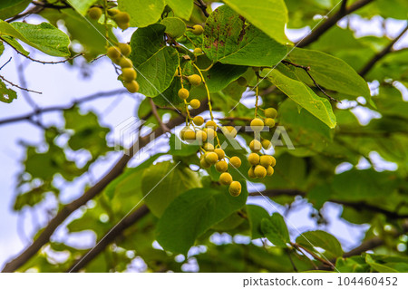 日本橫濱城市景觀 Hakuunboku（白雲樹）果實。花語瑰麗，愛的旅程，開朗的人=6月30日 104460452