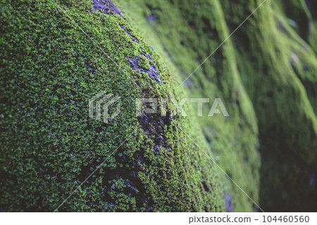 Moss is a type of small, non vascular plant that typically Moss is a type of small, non vascular plant that typically 104460560