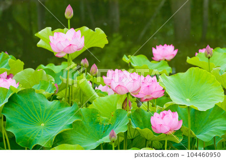 池塘里的粉色荷花田（上） 104460950