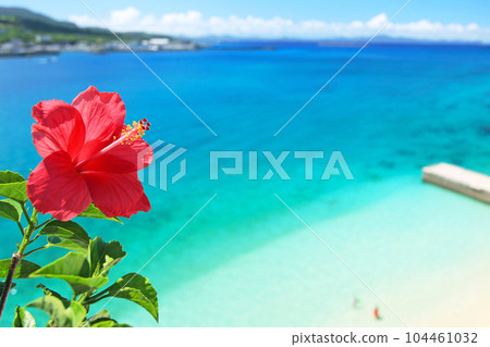 Okinawa's blue sea, blue sky and bright red hibiscus 104461032