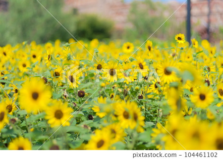 Many sunflowers that fill the screen 104461102