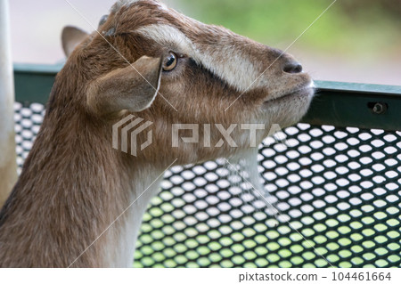 Roadside Station Green Flower Ranch Ogo Brown Goat 104461664