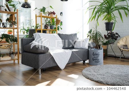 A gray modern sofa with a white plaid in a loft-style interior and a green house with potted plants. Cozy bright room, carpet, living room 104462548