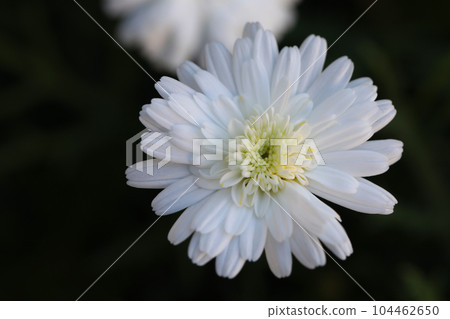 The flowers around the house, the various seasons, the color of the flower bed, the lovely petals, Marguerite The flowers around the house, the various seasons, the color of the flower bed, the lovely petals, Marguerite 104462650