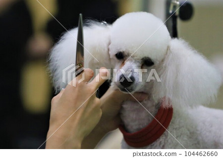 Bailey, a white toy poodle staring cutely between trimmings♡ Bailey, a white toy poodle staring cutely between trimmings♡ 104462660