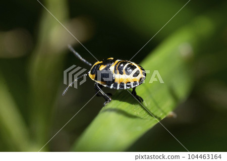 Larva of the sea turtle Larva of the sea turtle 104463164