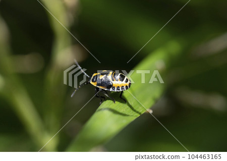 Larva of the sea turtle Larva of the sea turtle 104463165