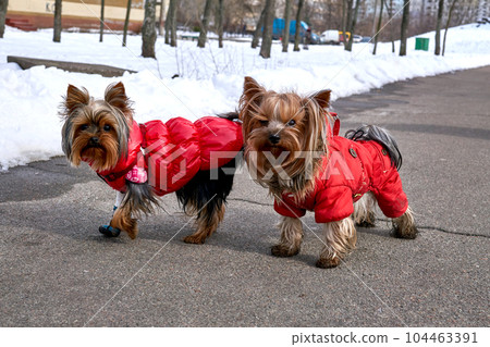 Two dogs Yorkshire Terriers in red overalls walking along a winter path Two dogs Yorkshire Terriers in red overalls walking along a winter path 104463391
