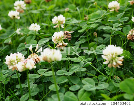 Bees sucking nectar from white clover on the Arakawa Riverbed in Kawaguchi City, Saitama Prefecture Bees sucking nectar from white clover on the Arakawa Riverbed in Kawaguchi City, Saitama Prefecture 104463401