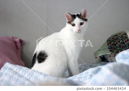 Daily concept of Japanese Bobtail cat living at home 104463414