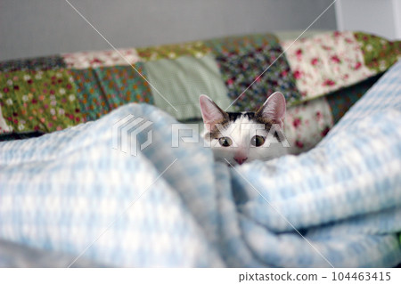 Daily concept of Japanese Bobtail cat living at home 104463415