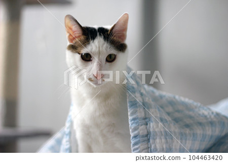 Daily concept of Japanese Bobtail cat living at home Daily concept of Japanese Bobtail cat living at home 104463420