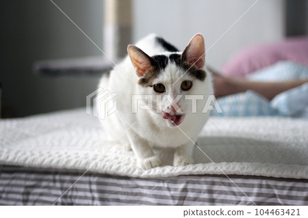 Daily concept of Japanese Bobtail cat living at home Daily concept of Japanese Bobtail cat living at home 104463421