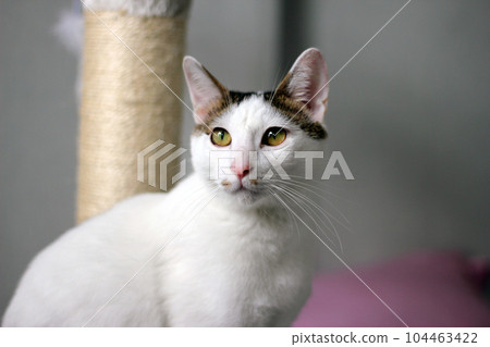 Daily concept of Japanese Bobtail cat living at home 104463422