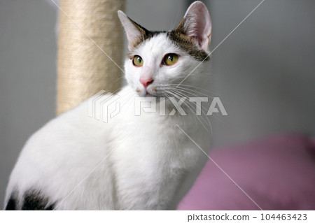 Daily concept of Japanese Bobtail cat living at home Daily concept of Japanese Bobtail cat living at home 104463423