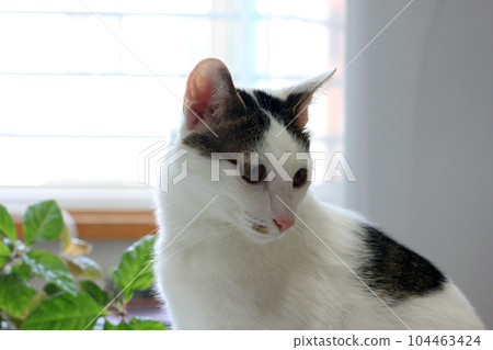 Daily concept of Japanese Bobtail cat living at home Daily concept of Japanese Bobtail cat living at home 104463424