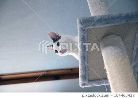 Daily concept of Japanese Bobtail cat living at home Daily concept of Japanese Bobtail cat living at home 104463427