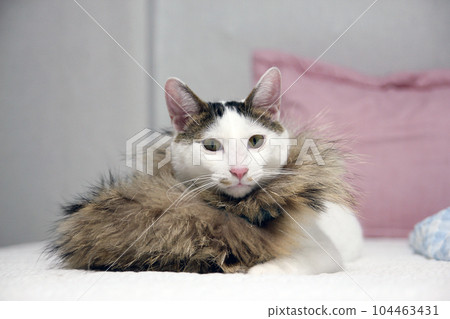 Daily concept of Japanese Bobtail cat living at home Daily concept of Japanese Bobtail cat living at home 104463431