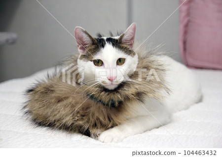 Daily concept of Japanese Bobtail cat living at home Daily concept of Japanese Bobtail cat living at home 104463432