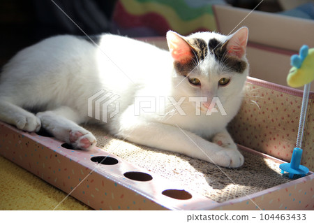 Daily concept of Japanese Bobtail cat living at home Daily concept of Japanese Bobtail cat living at home 104463433