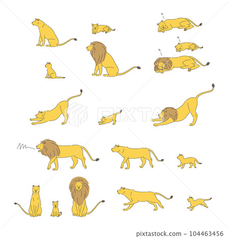 collection of lion poses - Stock Illustration [104463456] - PIXTA