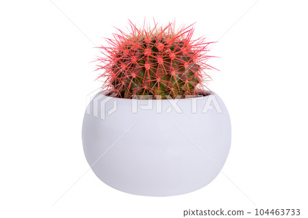 a round cactus with a pink needls, a white potted houseplant, isolated a round cactus with a pink needls, a white potted houseplant, isolated 104463733