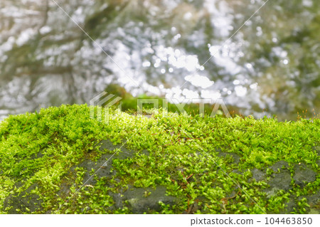水邊的青苔接受著陽光 104463850