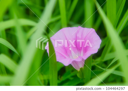 Morning glory in the grass Morning glory in the grass 104464297