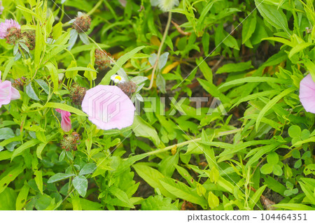狂野的牽牛花 狂野的牽牛花 104464351