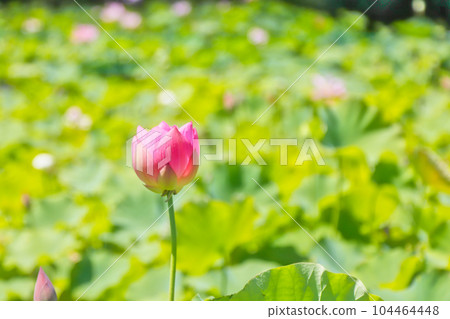 一蓮花蓮 一蓮花蓮 104464448