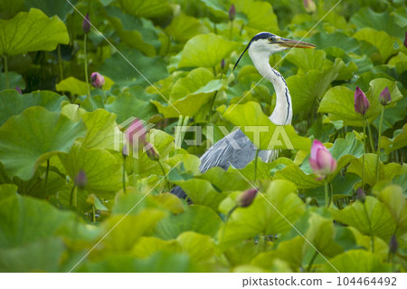 Gray heron walking in a lotus flower field 104464492