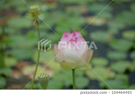 Lotus flower getting wet in the rain 104464493