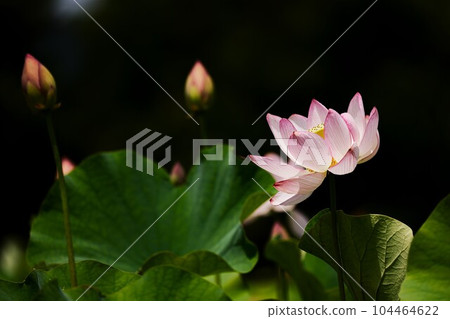 蓮花二見菖蒲浪漫森林 104464622