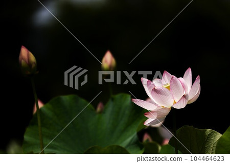 蓮花二見菖蒲浪漫森林 104464623